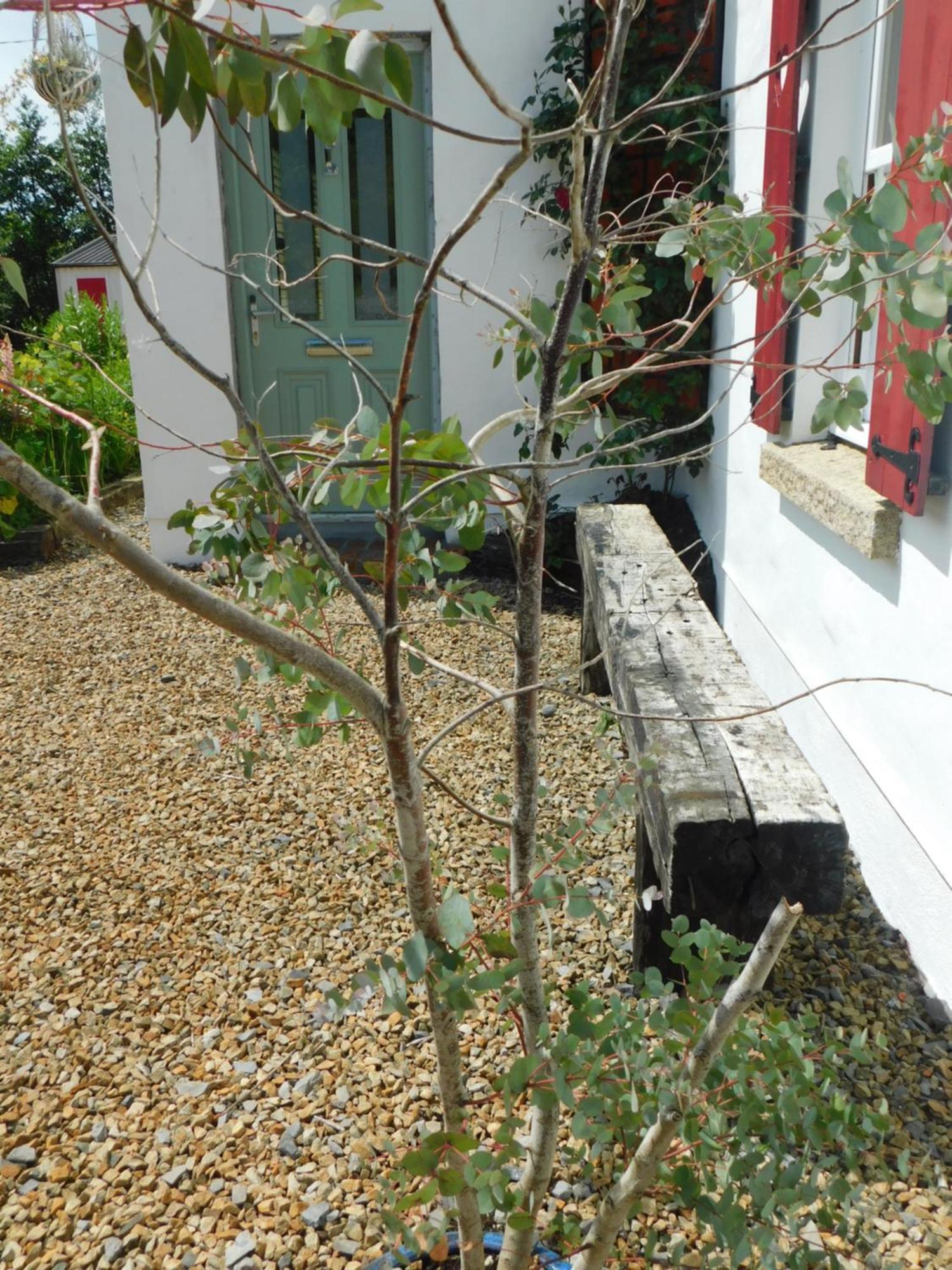 Willow Cottage Accommodation F91X0C8 Sligo Exterior foto